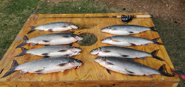 Fish cleaning board